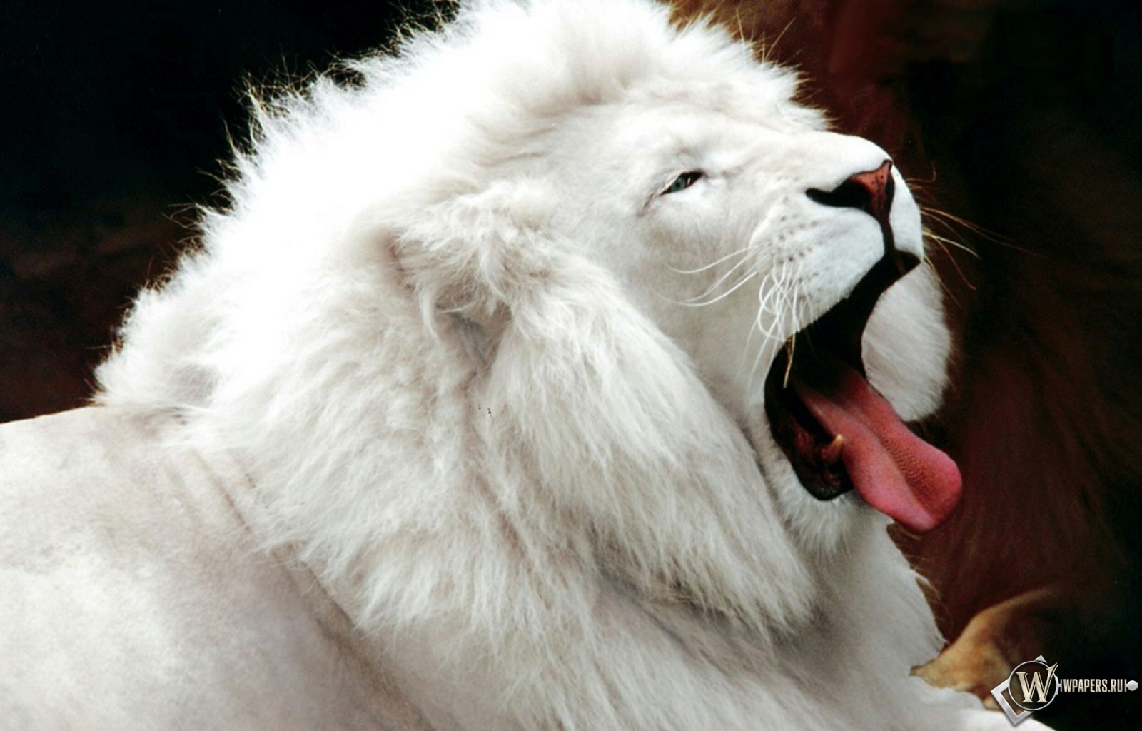 Белый лев 1600x1024