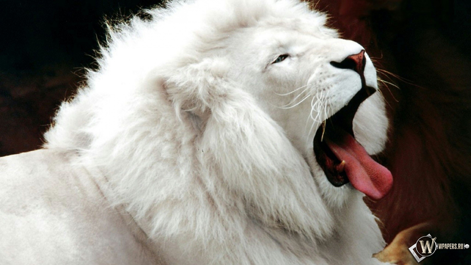 Белый лев 1600x900
