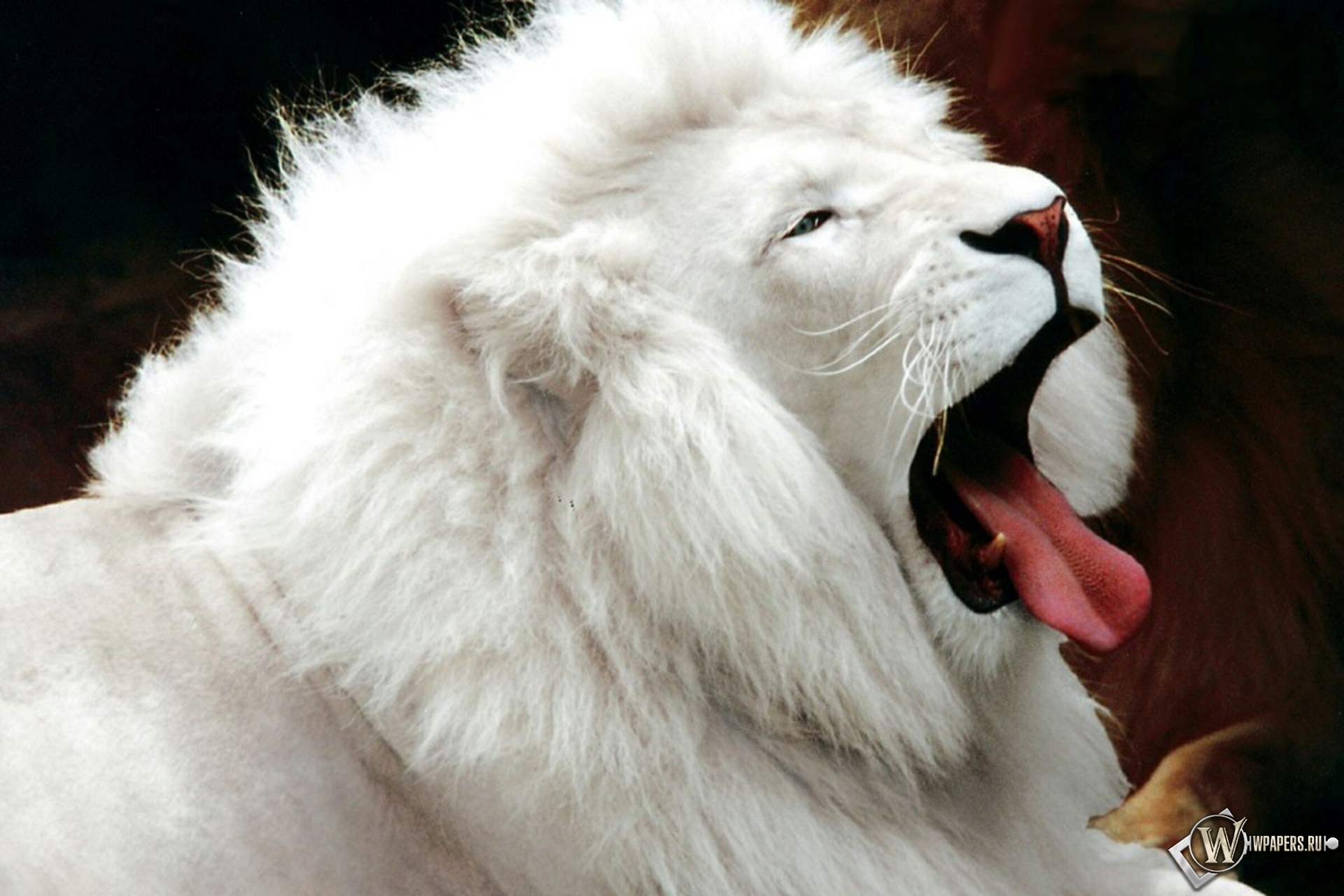 Белый лев 1920x1280