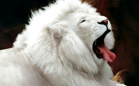 Обои Белый лев: Фото, Зевает, Белый лев, Львы