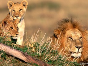 Обои Семейство львов: Львы, Семья, Львы
