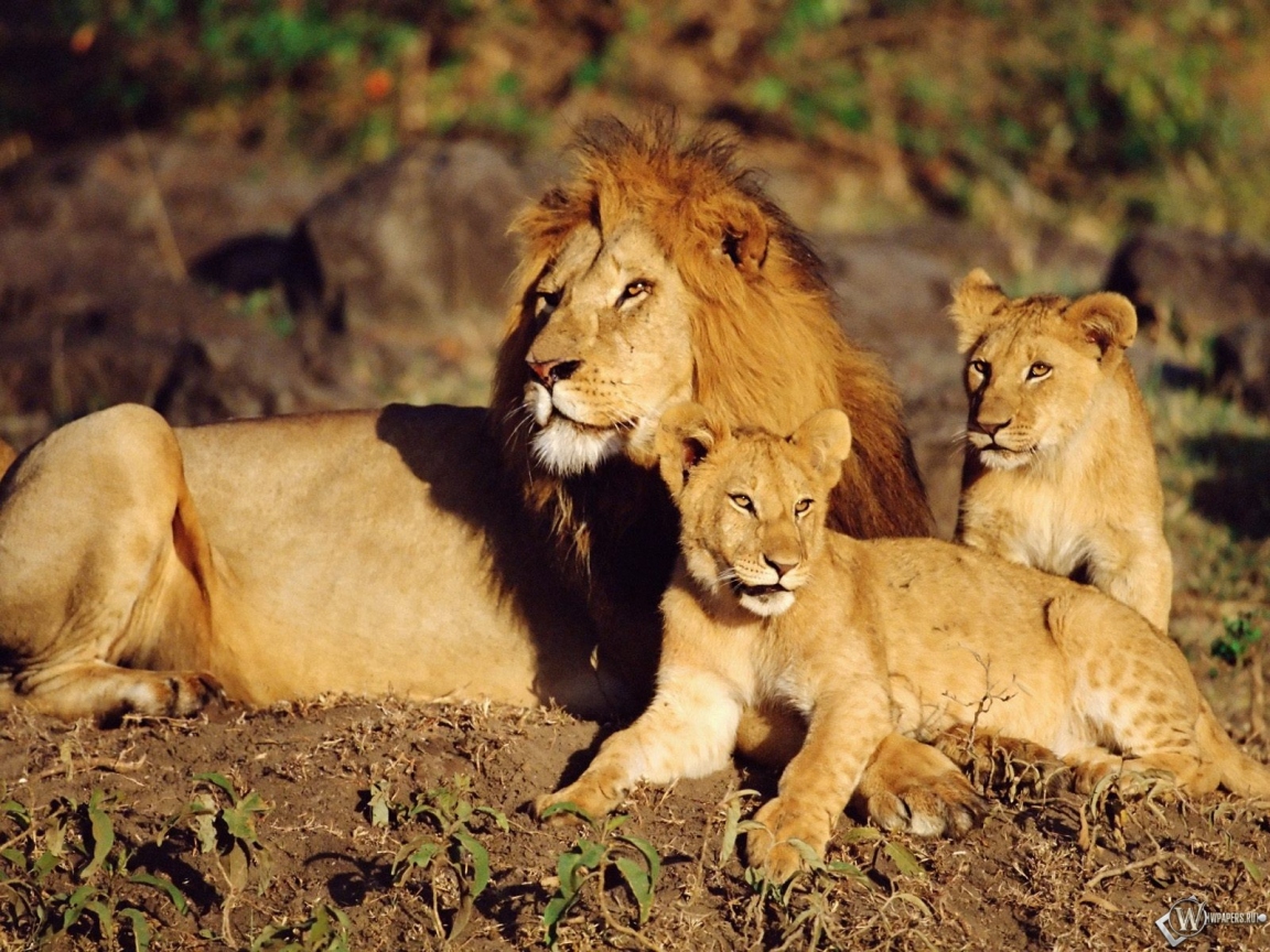 Семейство львов 1152x864