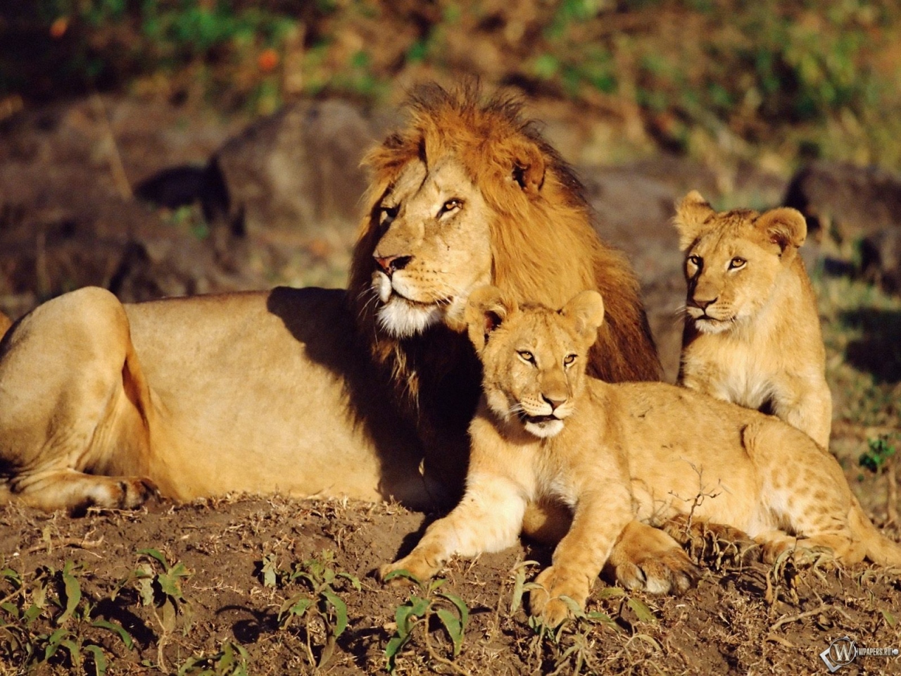 Семейство львов 1280x960