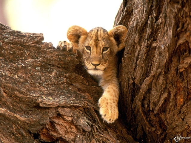 Львенок на дереве