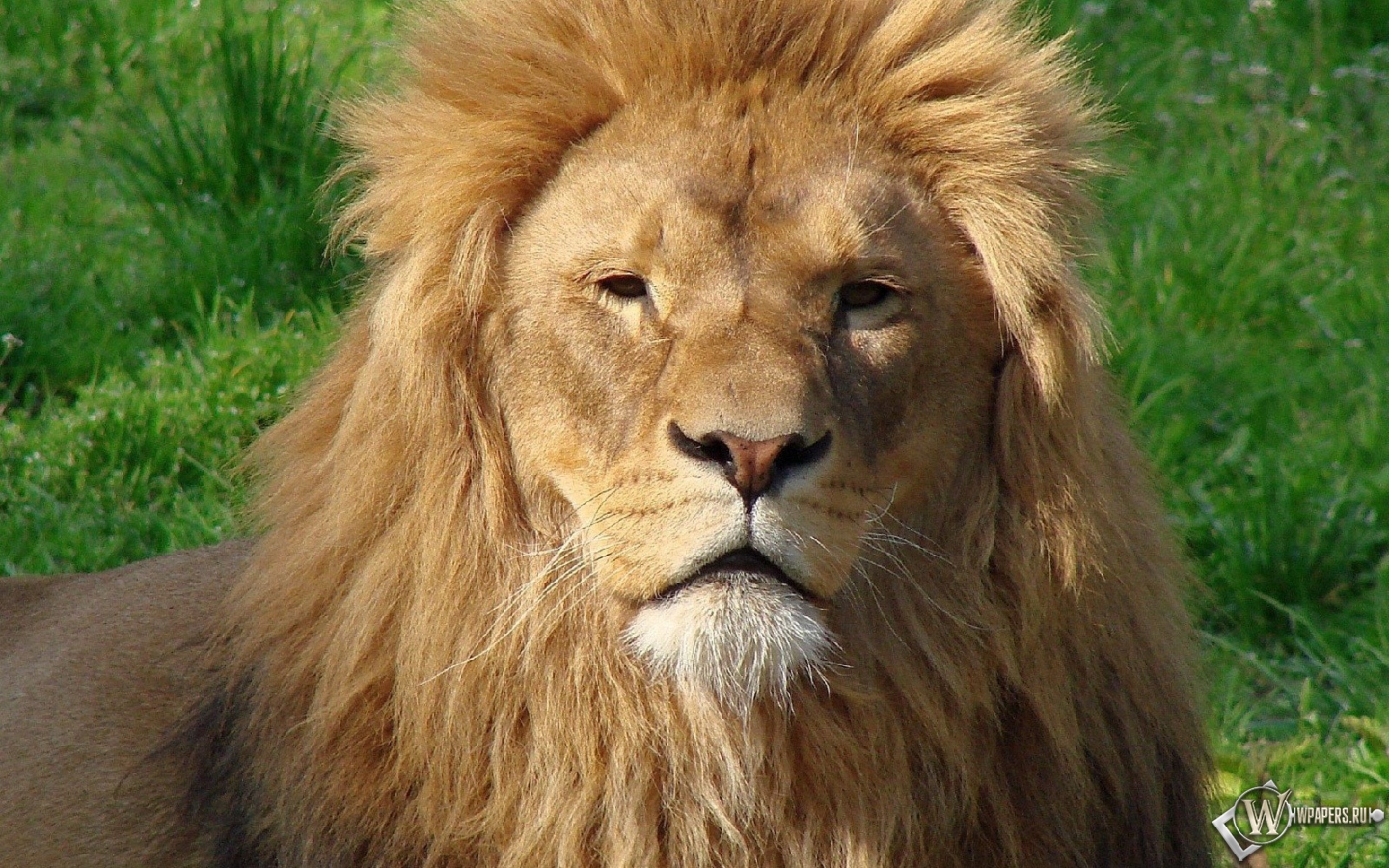 Большой лев 1440x900