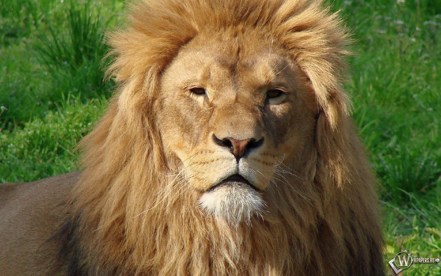 Большой лев 1536x960