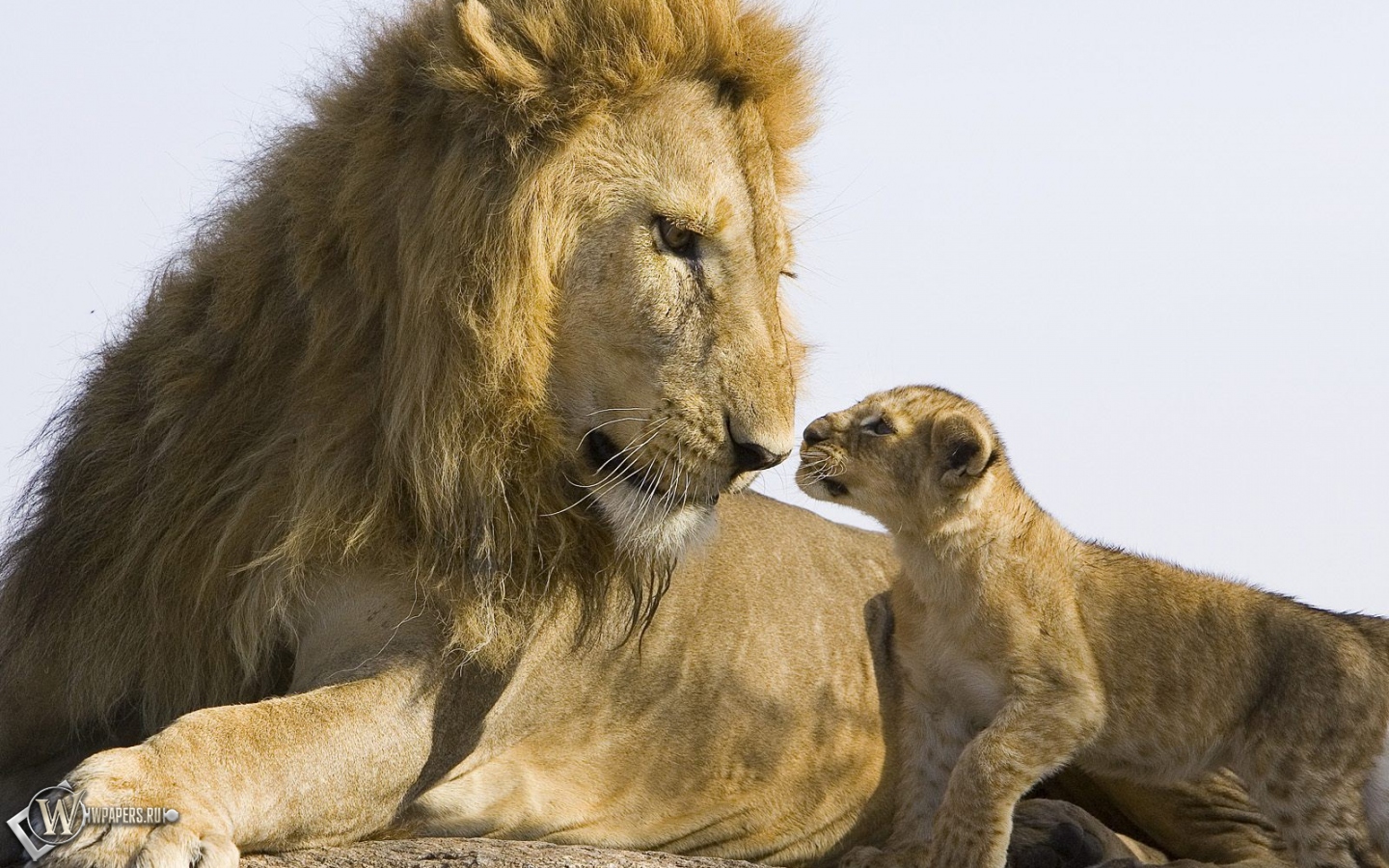Лев со львенком 1440x900