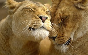 Обои Львиная любовь: Любовь, Львы, Львы