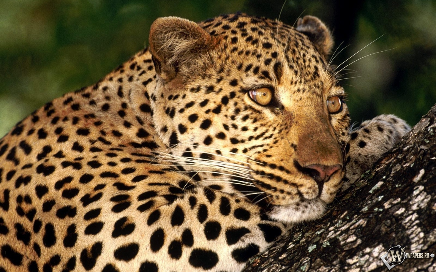 Леопард отдыхает 1440x900
