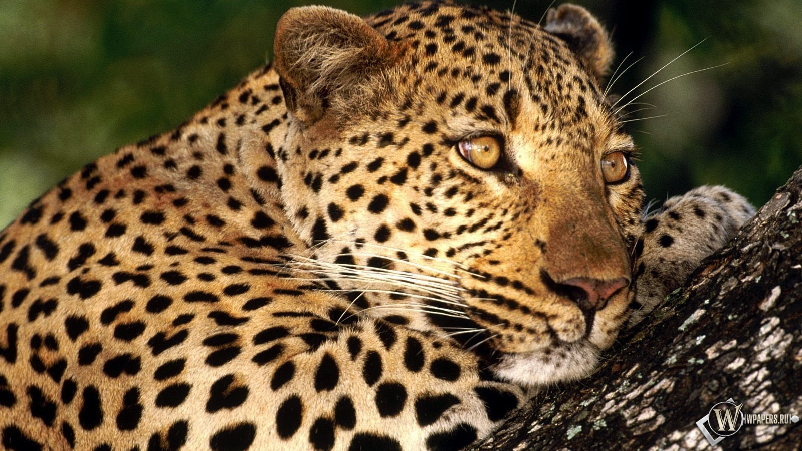 Леопард отдыхает 1600x900