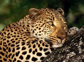 Обои Леопард отдыхает: Леопард, Кошка, Пятна, Леопарды