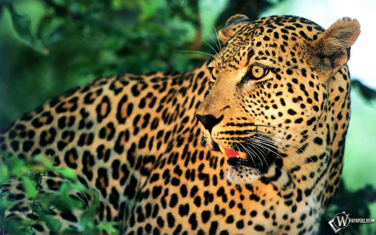 Леопард 1440x900