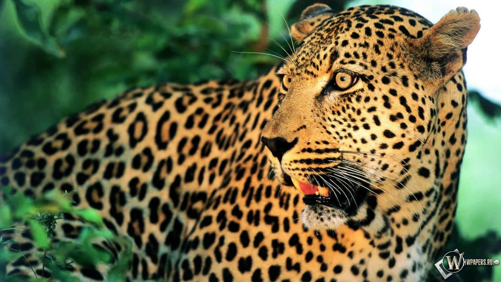 Леопард 1600x900