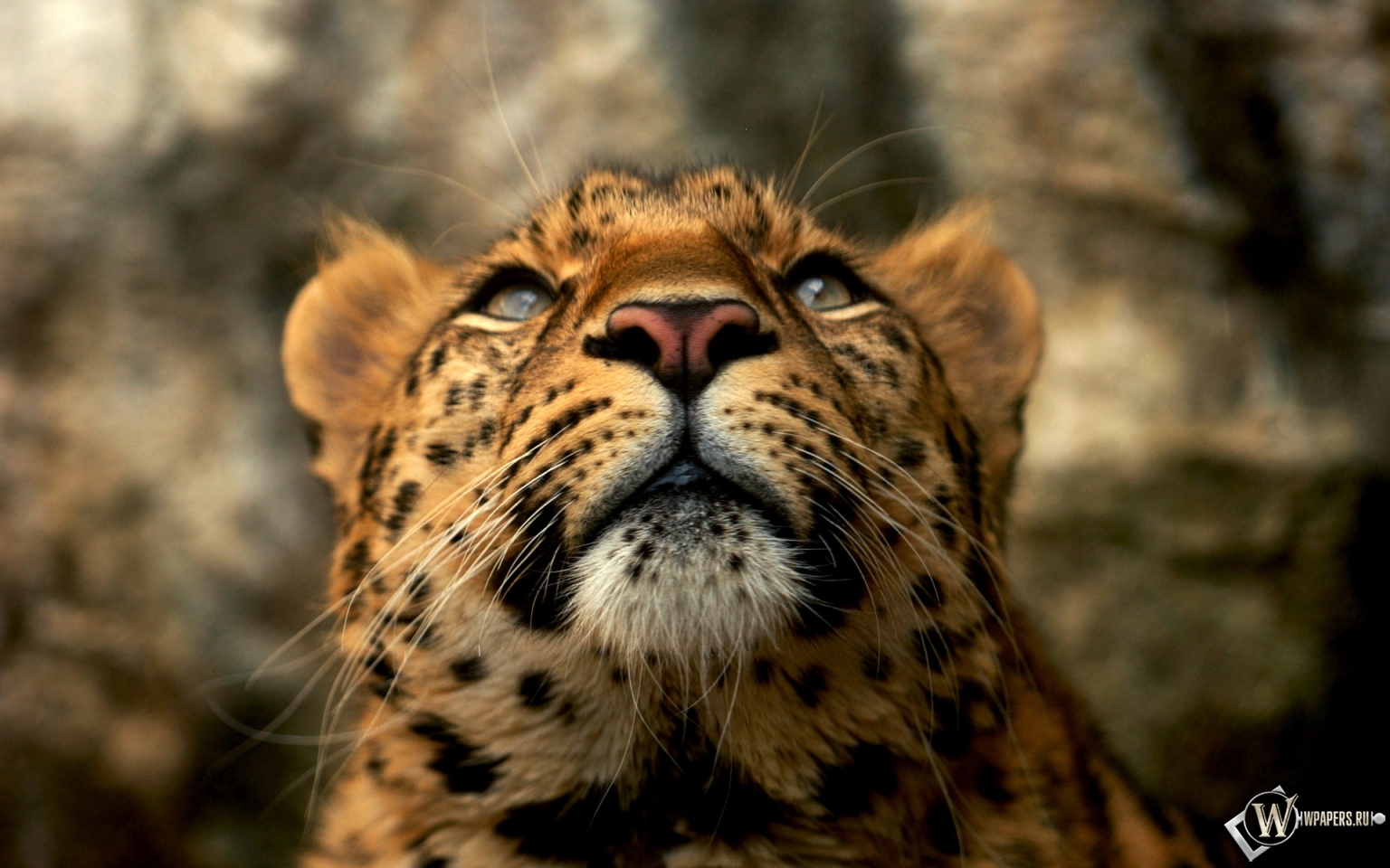 Леопард 1536x960