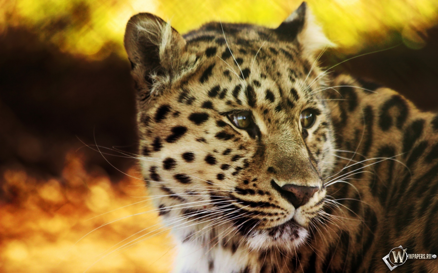 Взгляд леопарда 1440x900