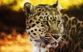 Обои Взгляд леопарда: Леопард, Взгляд, Леопарды