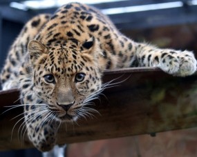 Обои Дальневосточный леопард: Леопард, Глаза, Кошка, Леопарды