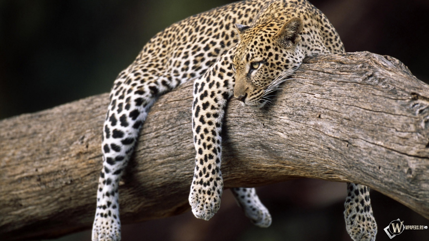 Леопард на дереве 1366x768