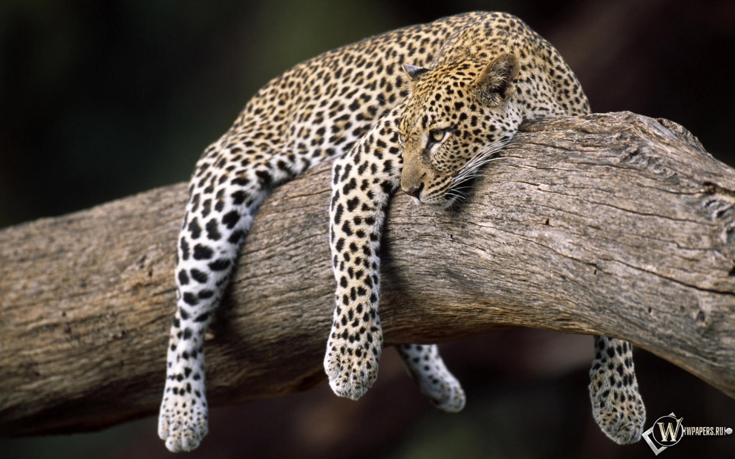 Леопард на дереве 1440x900