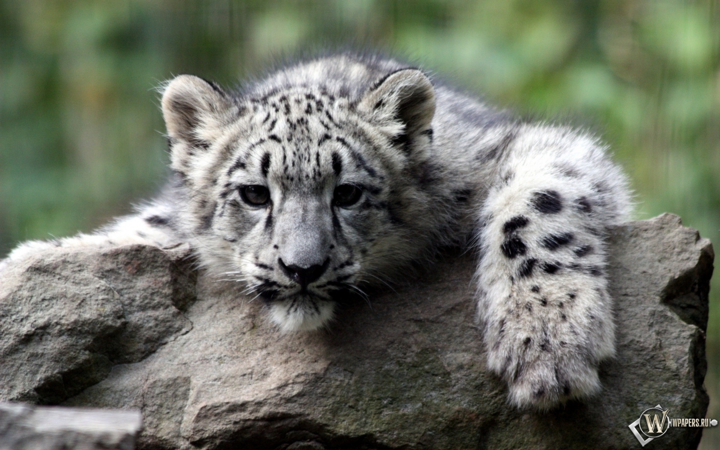 Снежный леопард 1440x900