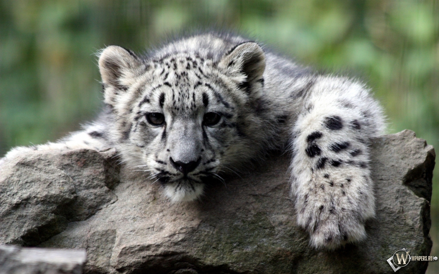 Снежный леопард 1536x960