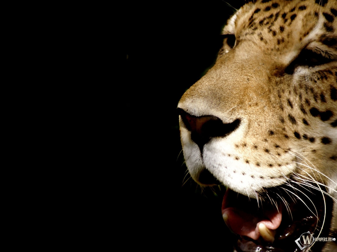 Зевающий леопард 1152x864