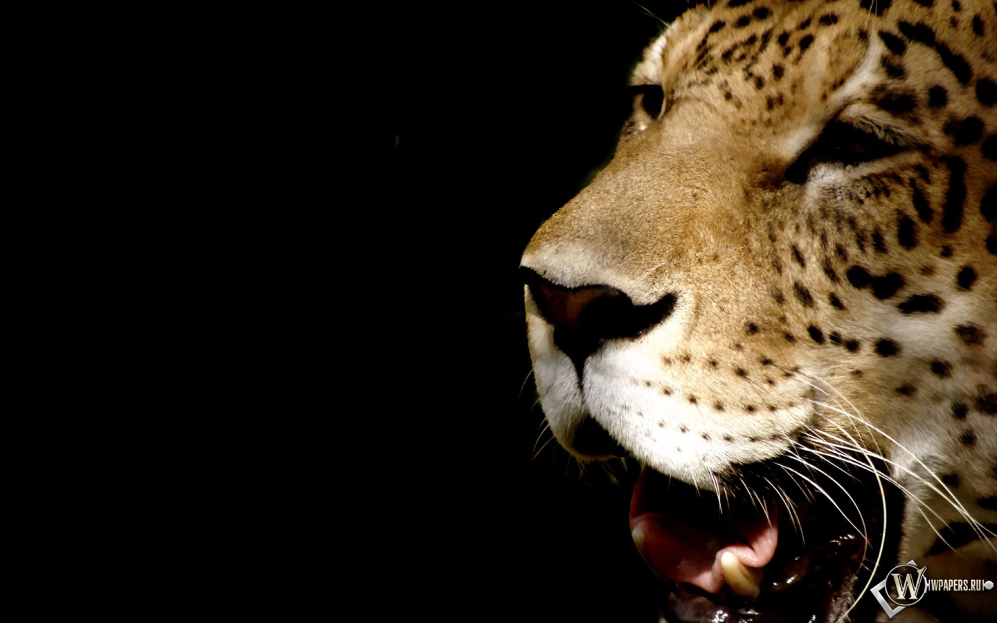 Зевающий леопард 1440x900