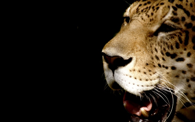 Зевающий леопард