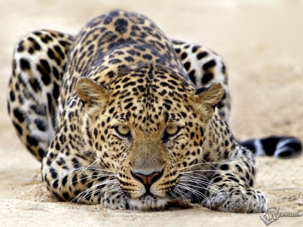 Пятнистый леопард 1024x768
