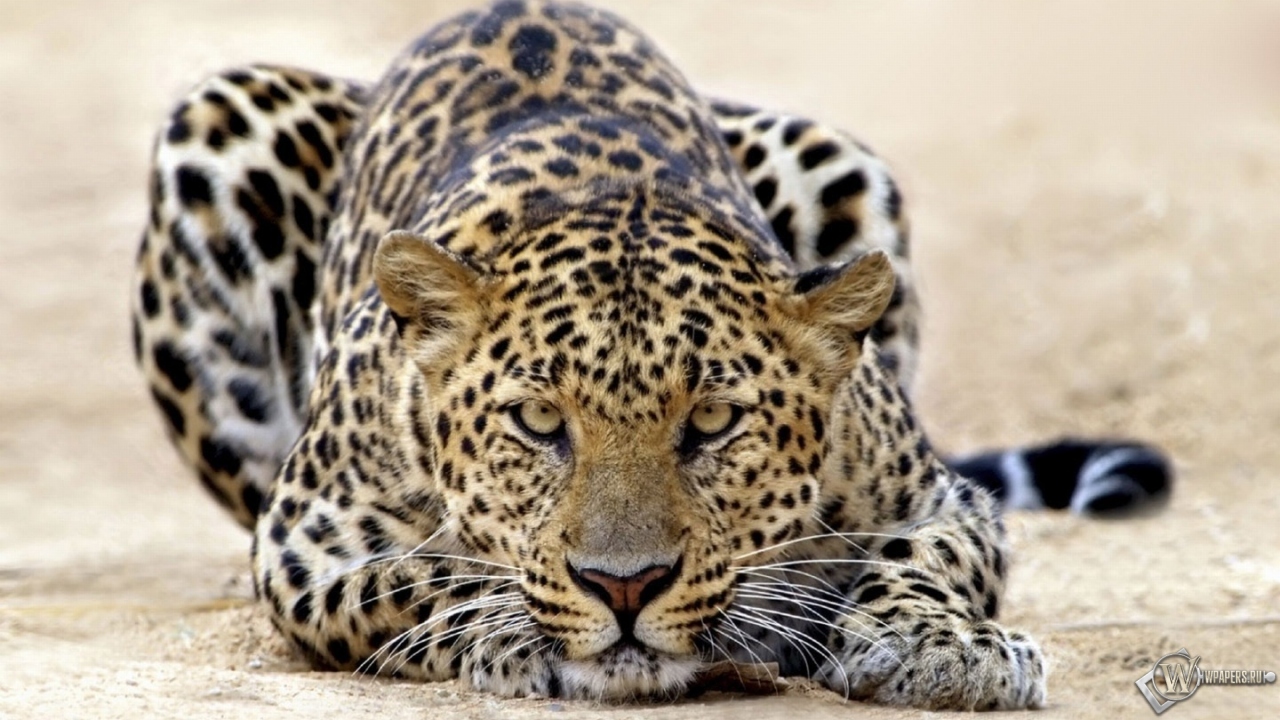 Пятнистый леопард 1280x720