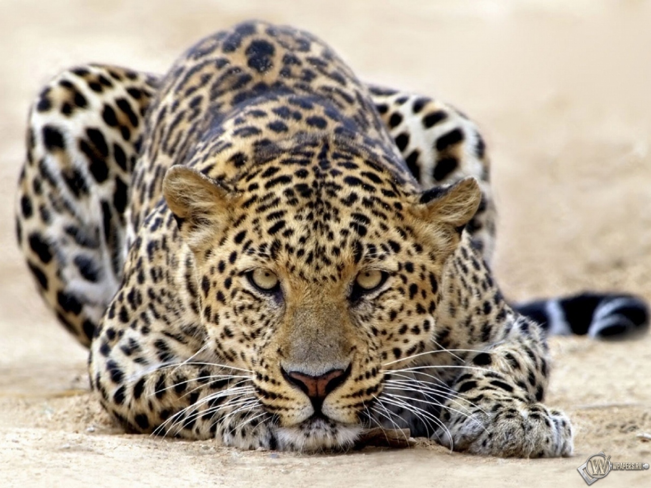 Пятнистый леопард 1280x960