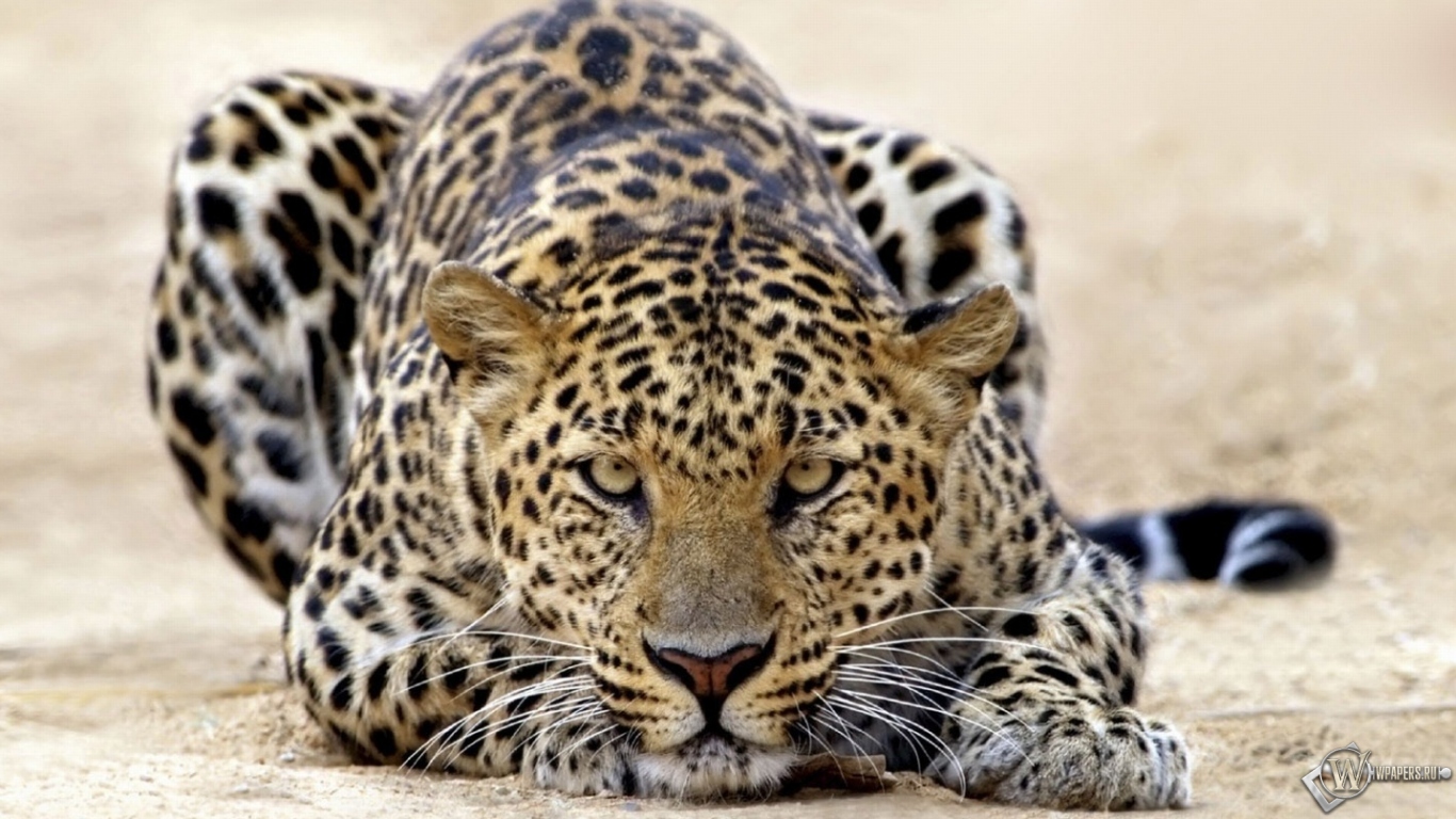 Пятнистый леопард 1366x768