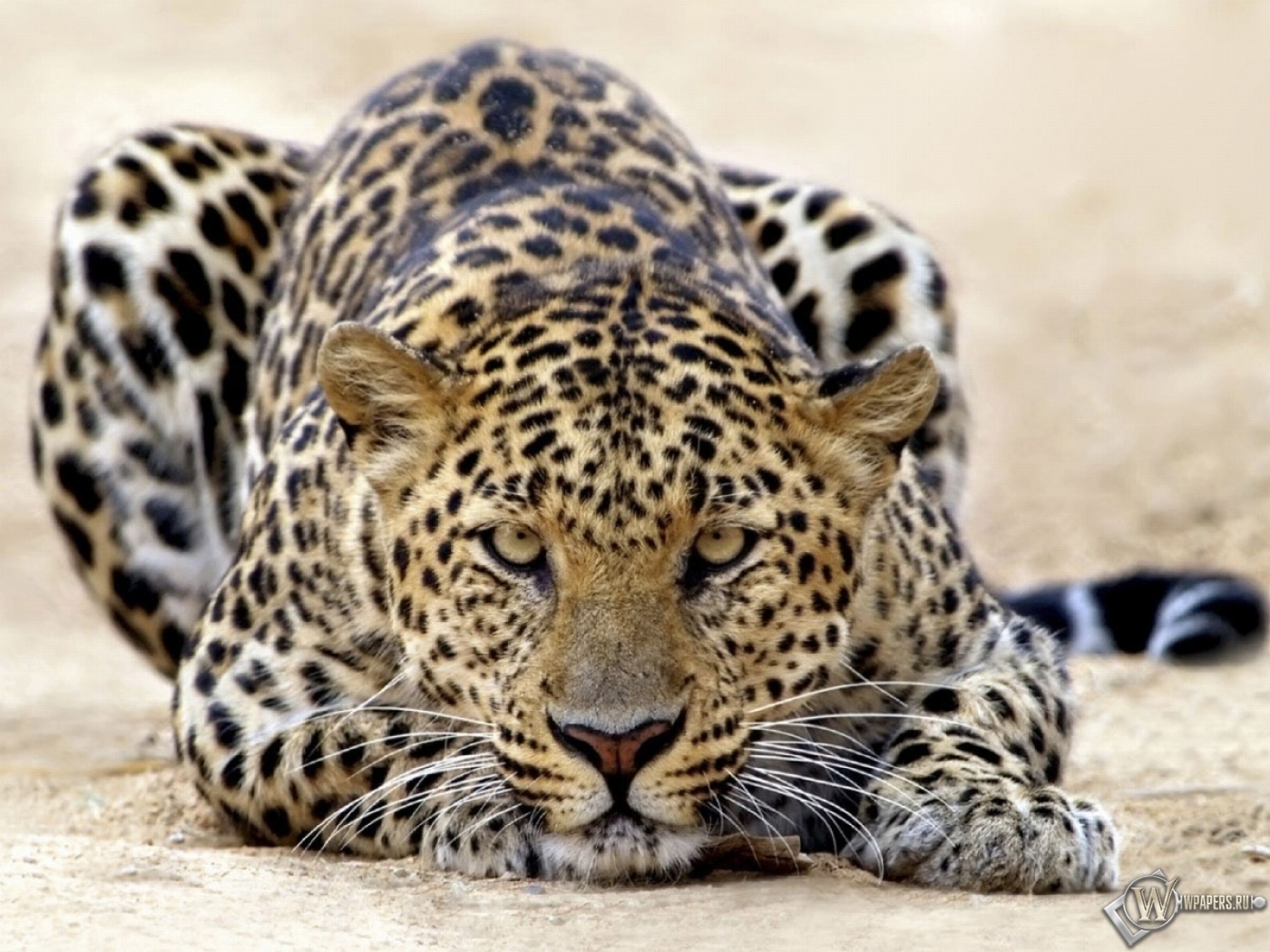 Пятнистый леопард 1400x1050
