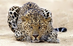 Обои Пятнистый леопард: Леопард, Песок, Леопарды