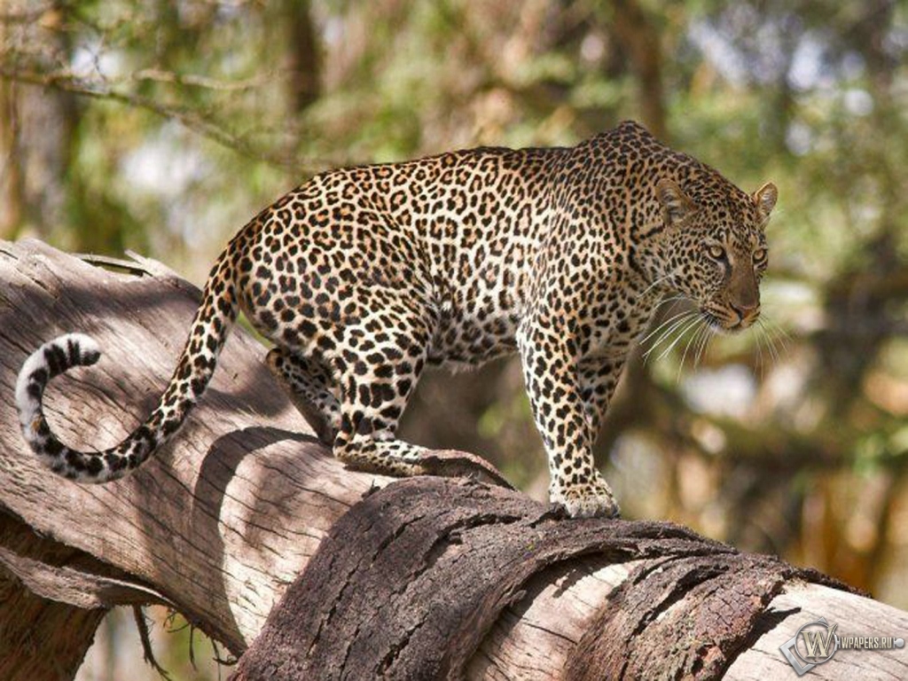 Леопард на дереве 1024x768