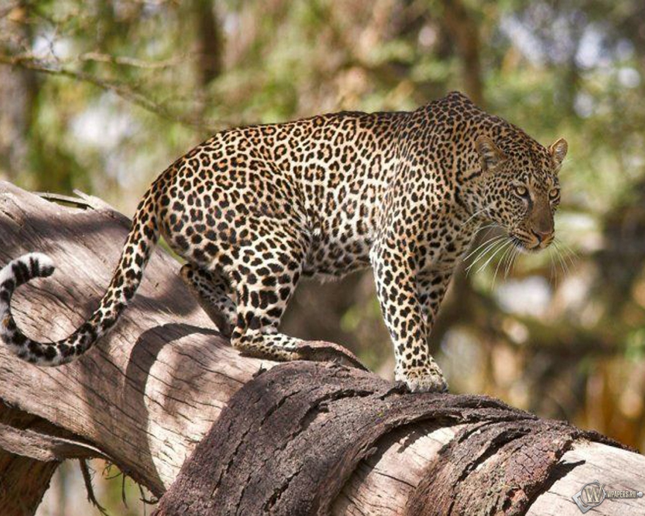 Леопард на дереве 1280x1024
