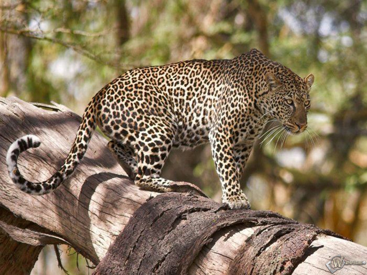 Леопард на дереве 1280x960
