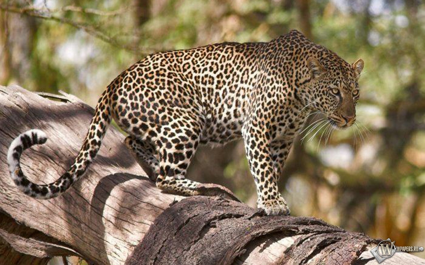 Леопард на дереве 1440x900
