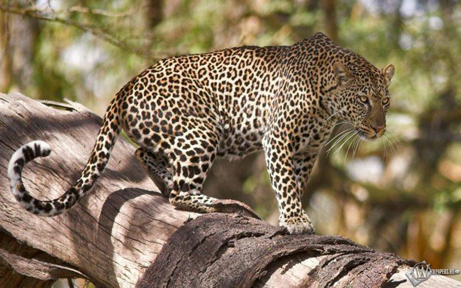 Леопард на дереве 1536x960