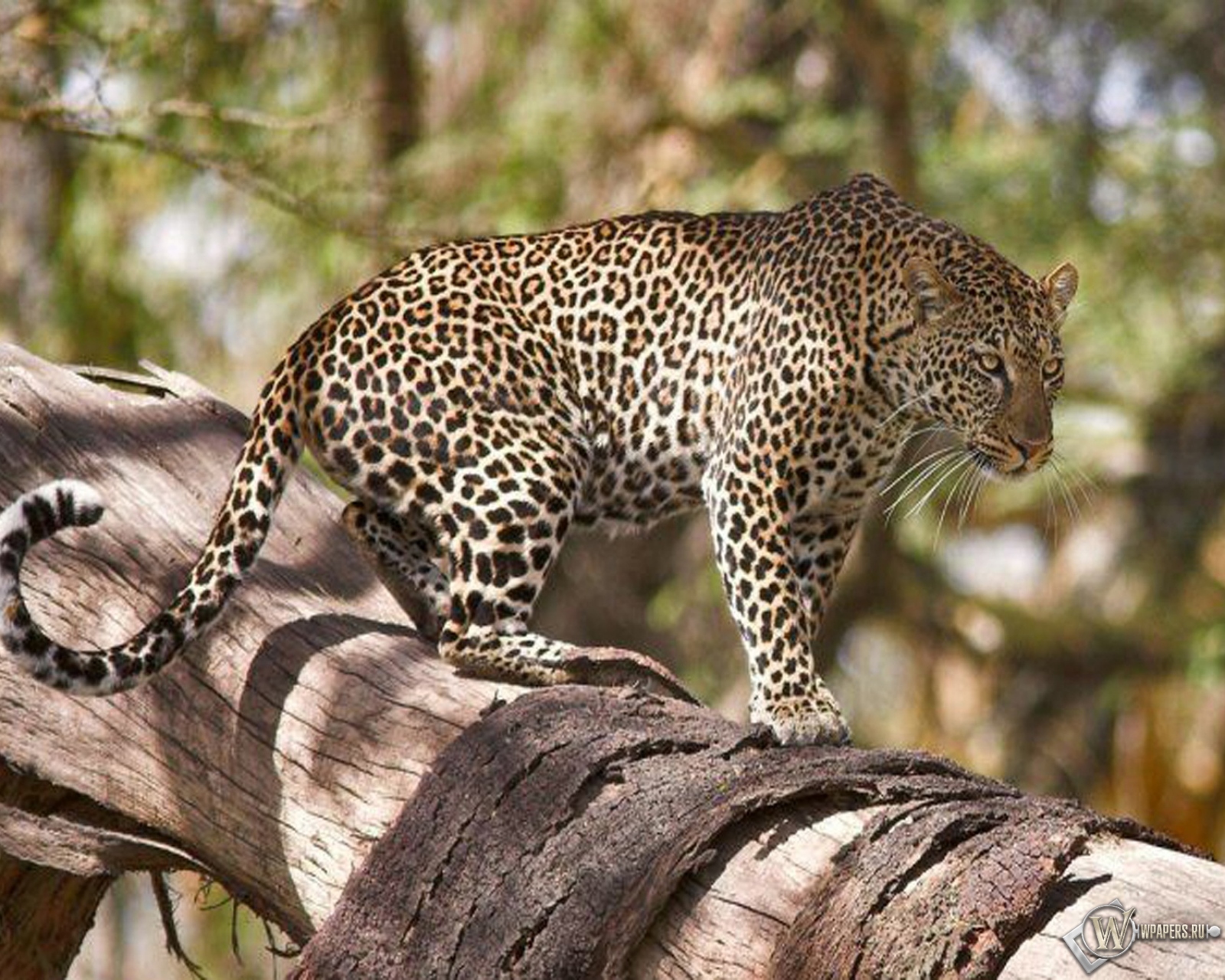 Леопард на дереве 1600x1280