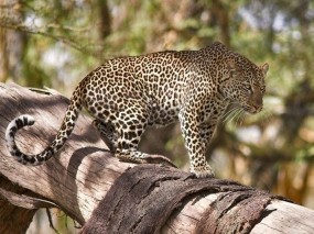 Обои Леопард на дереве: Леопард, Дерево, Хищник, Леопарды