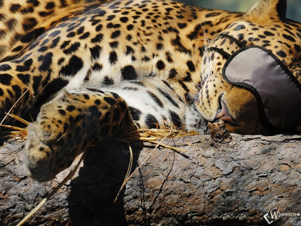 Леопард спит 1152x864
