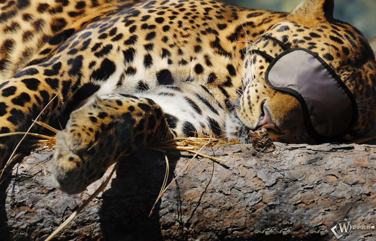 Леопард спит 1200x768