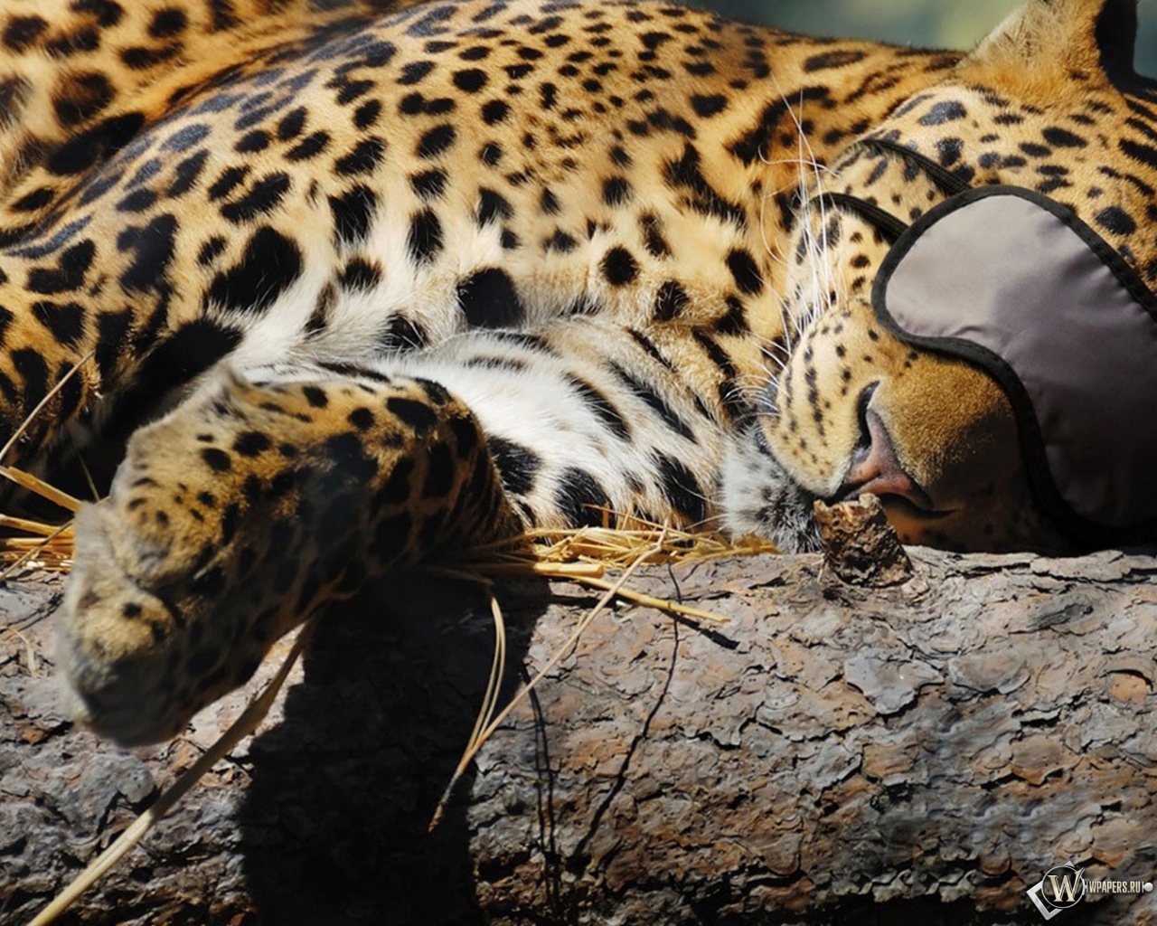 Леопард спит 1280x1024