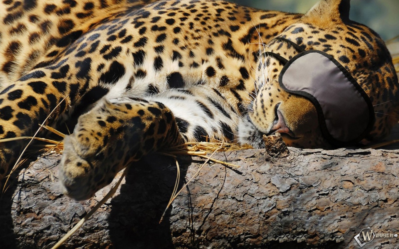 Леопард спит 1280x800