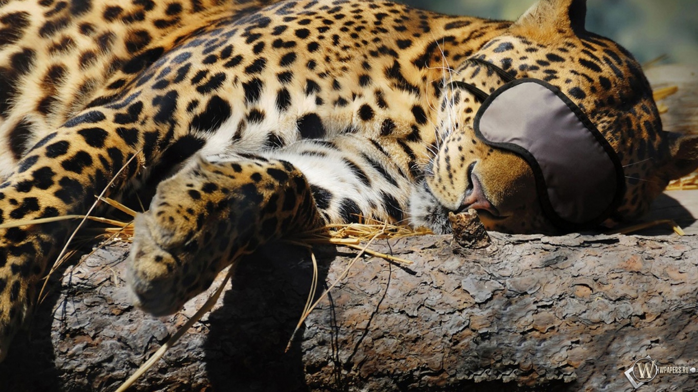 Леопард спит 1366x768