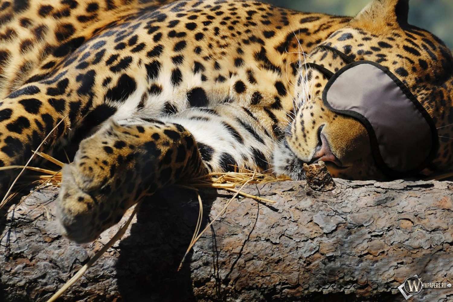 Леопард спит 1500x1000