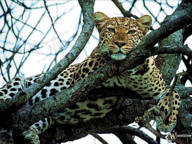 Леопард отдыхает на дереве