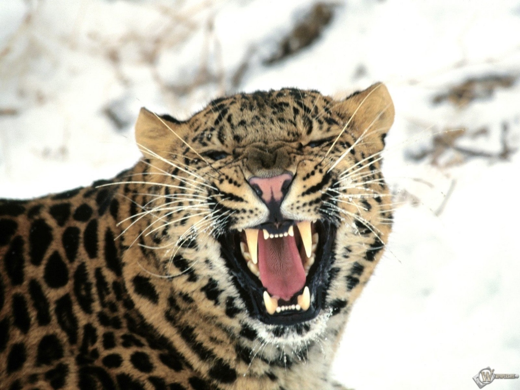 Дальневосточный леопард 1024x768