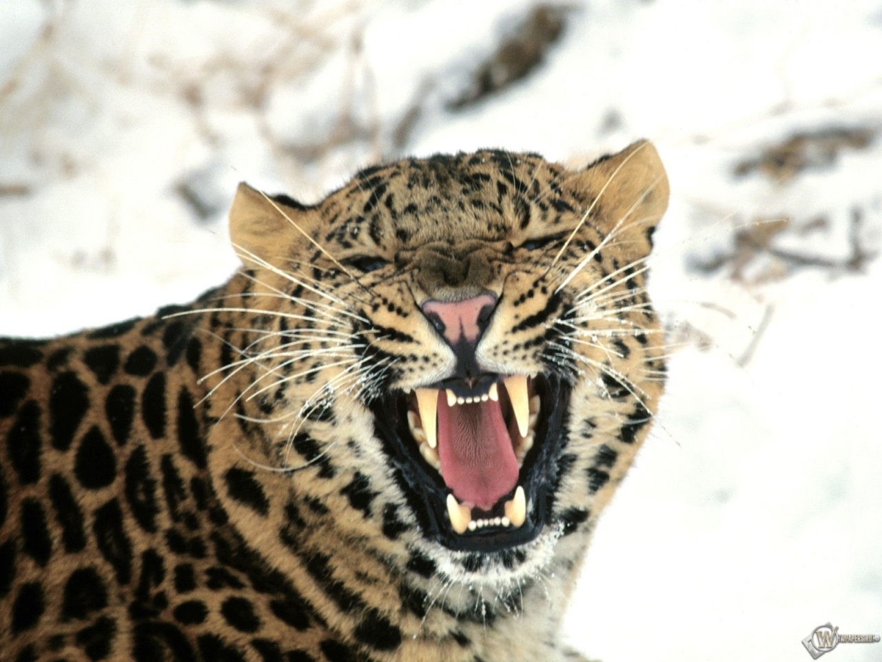Дальневосточный леопард 1280x960